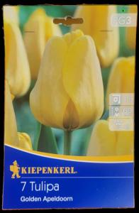 Tulipán ´Golden Apeldoorn´