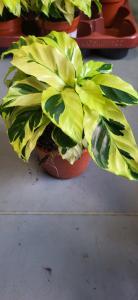 Calathea ´Thai Beauty´