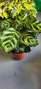 Calathea makoyana