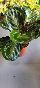 Calathea ´Medallion´