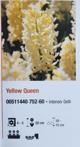 Hyacint ´Yellow Queen´