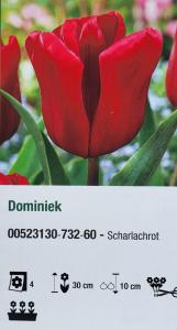 Tulipán ´Dominiek´