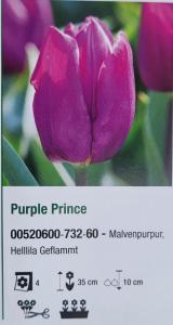 Tulipán ´Purple Prince´